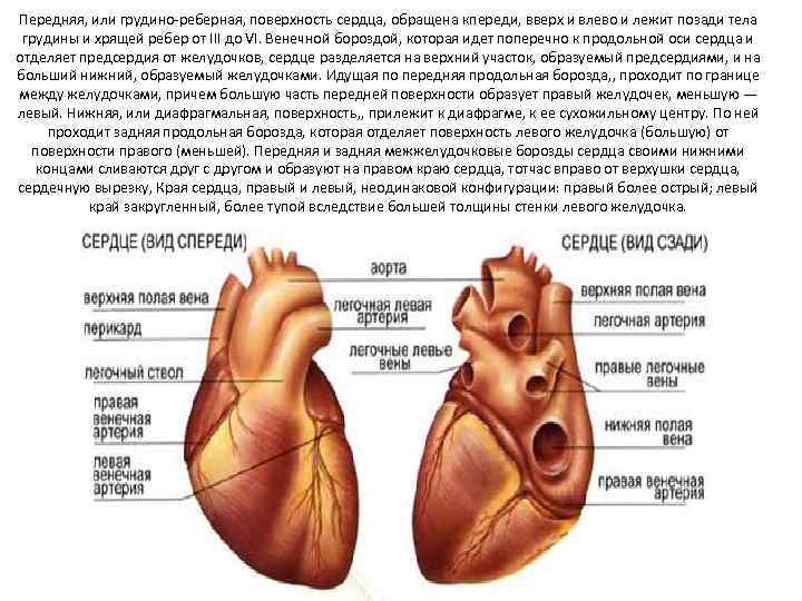 Венечная борозда разделяет