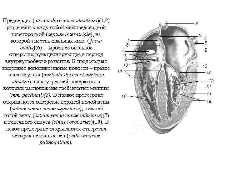 Отверстия в предсердиях. Строение сердца овальная ямка. Овальная ямка расположена на перегородке. Овальная ямка правого предсердия.