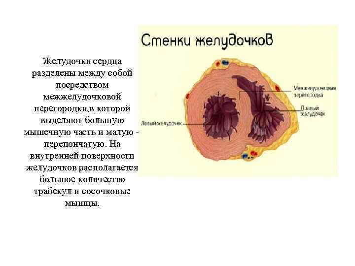 Стенка желудочка