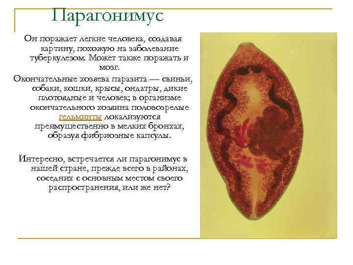 Парагонимус Он поражает легкие человека, создавая картину, похожую на заболевание туберкулезом. Может также поражать