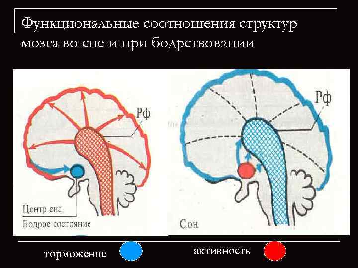 Сигнальная система головного мозга. Сигнальные системы мозга. Сигнальные системы мозга 1 и 2. Вторая сигнальная система отделы мозга. Структуры и функциональные соотношения сна и бодрствования.