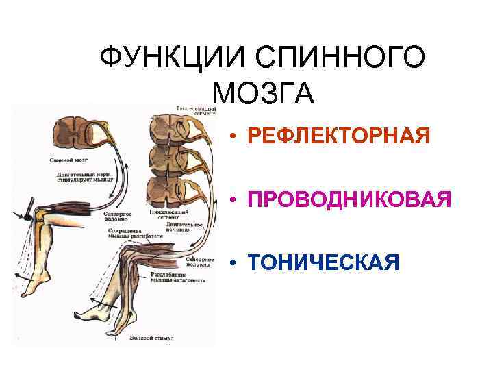 5 спинномозговых рефлексов. Рефлекторные и проводниковые функции спинного мозга физиология. Отделы спинного мозга функции рефлексы. Проводящая функция спинного мозга. Функции спинного мозга человека рефлекторная.
