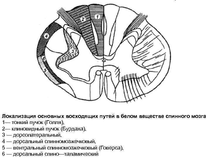 Спинной мозг пути схема