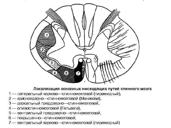 Локализация основных нисходящих путей спинного мозга 1 — латеральный корково—спинномозговой (пирамидный), 2 — красноядерно—спинномозговой
