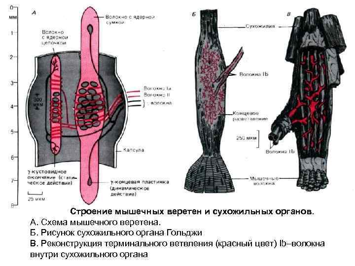 Строение мышечных веретен и сухожильных органов. А. Схема мышечного веретена. Б. Рисунок сухожильного органа
