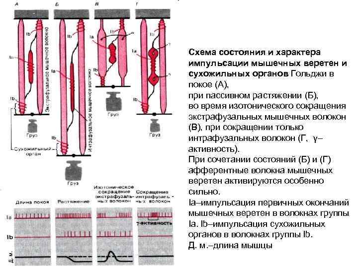 Схема состояния и характера импульсации мышечных веретен и сухожильных органов Гольджи в покое (А),