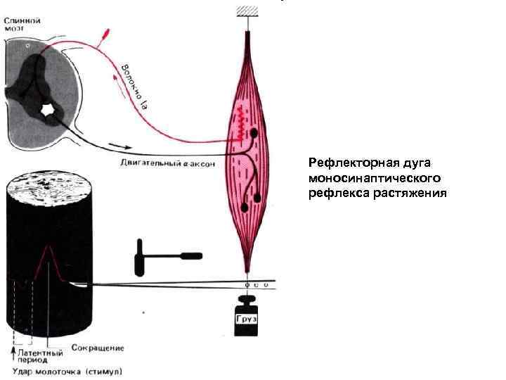 Рефлекторная дуга моносинаптического рефлекса растяжения 