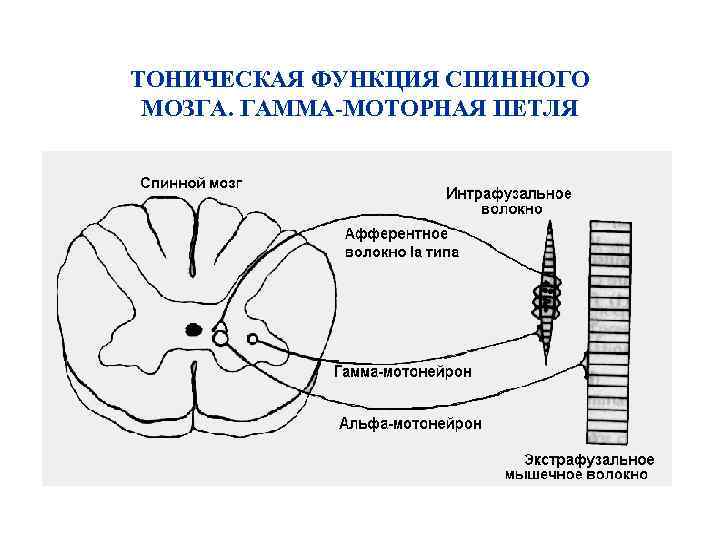 ТОНИЧЕСКАЯ ФУНКЦИЯ СПИННОГО МОЗГА. ГАММА-МОТОРНАЯ ПЕТЛЯ 
