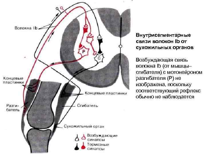 Внутрисегментарные связи волокон Ib от сухожильных органов Возбуждающая связь волокна Ib (от мышцы– сгибателя)