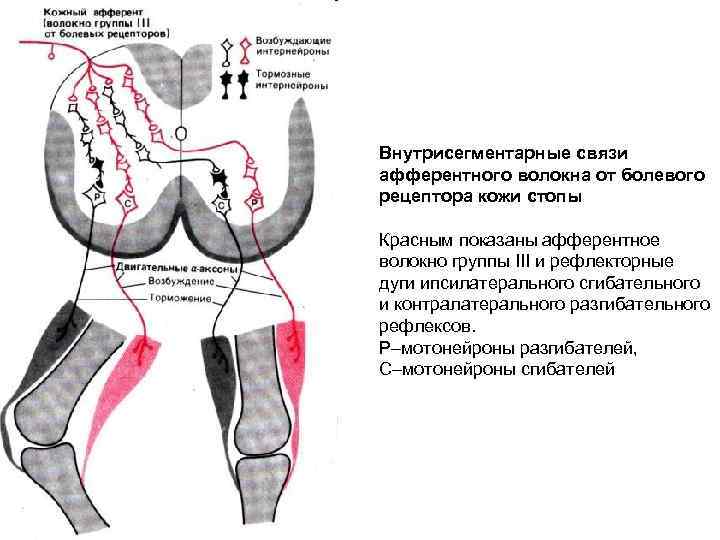 Внутрисегментарные связи афферентного волокна от болевого рецептора кожи стопы Красным показаны афферентное волокно группы