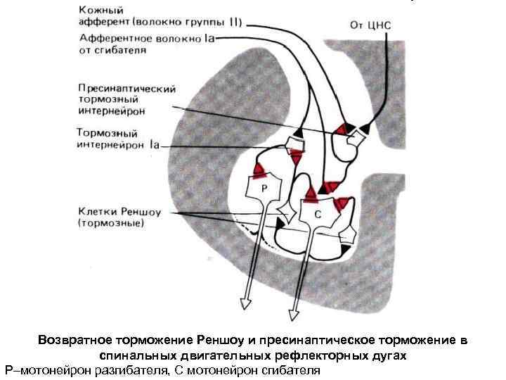 Возвратное торможение Реншоу и пресинаптическое торможение в спинальных двигательных рефлекторных дугах Р–мотонейрон разгибателя, С