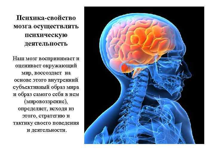 Психика свойство мозга осуществлять психическую деятельность Наш мозг воспринимает и оценивает окружающий мир, воссоздает