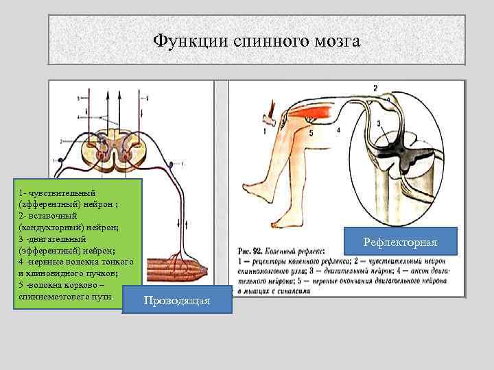 Функции спинного мозга 1 чувствительный (афферентный) нейрон ; 2 вставочный (кондукторный) нейрон; 3 двигательный