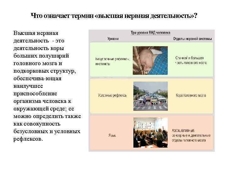 Что означает термин «высшая нервная деятельность» ? Высшая нервная деятельность это деятельность коры больших