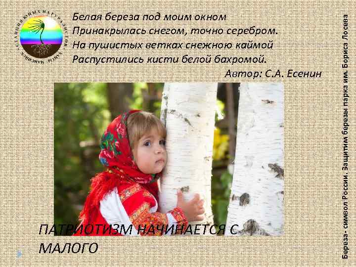 ПАТРИОТИЗМ НАЧИНАЕТСЯ С МАЛОГО Береза- символ России. Защитим березы парка им. Бориса Лосева Белая