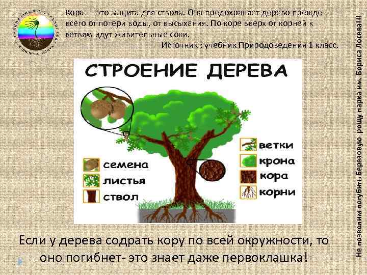 Если у дерева содрать кору по всей окружности, то оно погибнет- это знает даже