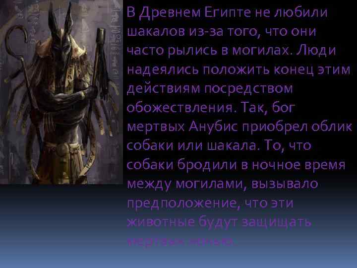 В Древнем Египте не любили шакалов из-за того, что они часто рылись в могилах.