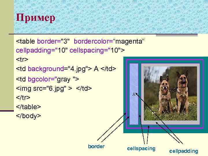 Пример <table border="3" bordercolor=“magenta“ cellpadding="10" cellspacing="10"> <tr> <td background="4. jpg"> A </td> <td bgcolor="gray