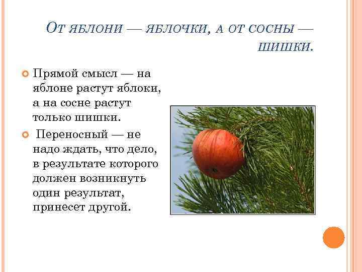 ОТ ЯБЛОНИ — ЯБЛОЧКИ, А ОТ СОСНЫ — ШИШКИ. Прямой смысл — на яблоне