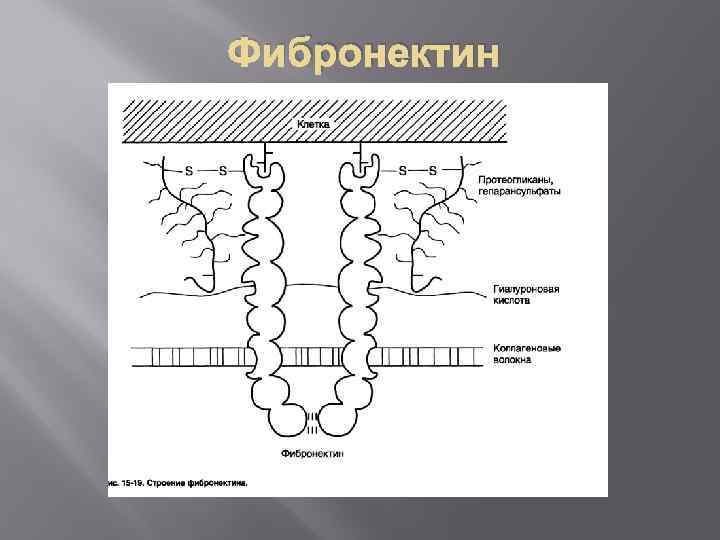 Фибронектин 