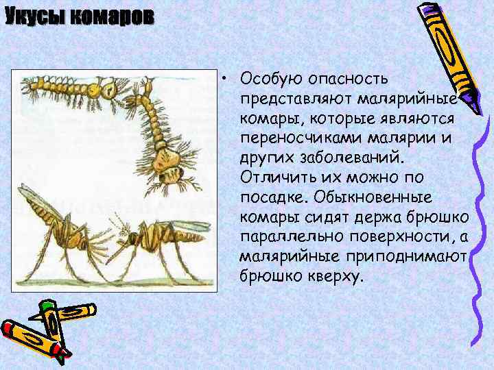 Укусы комаров • Особую опасность представляют малярийные комары, которые являются переносчиками малярии и других