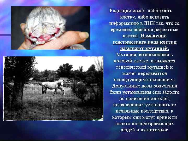 Радиация может либо убить клетку, либо исказить информацию в ДНК так, что со временем