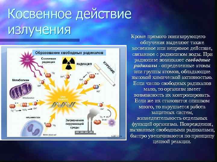 Косвенное действие излучения Кроме прямого ионизирующего облучения выделяют также косвенное или непрямое действие, связанное