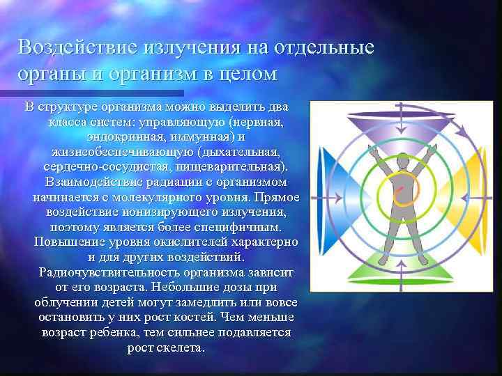 Воздействие излучения на отдельные органы и организм в целом В структуре организма можно выделить