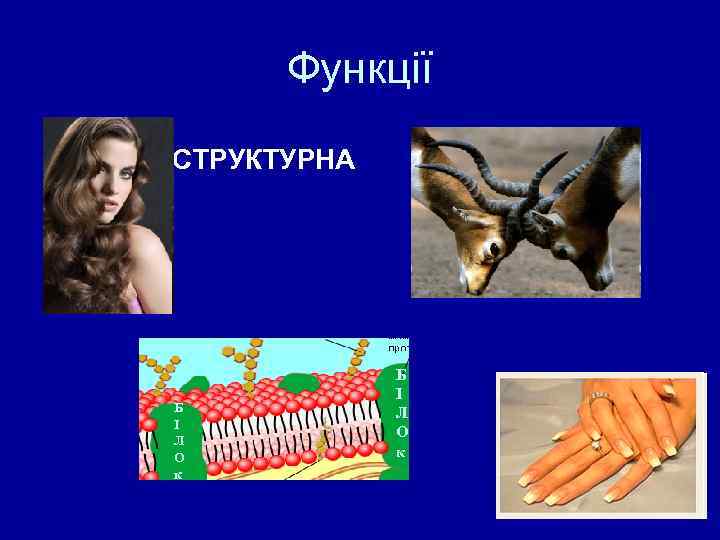 Функції 1. СТРУКТУРНА Б І Л О к 18 