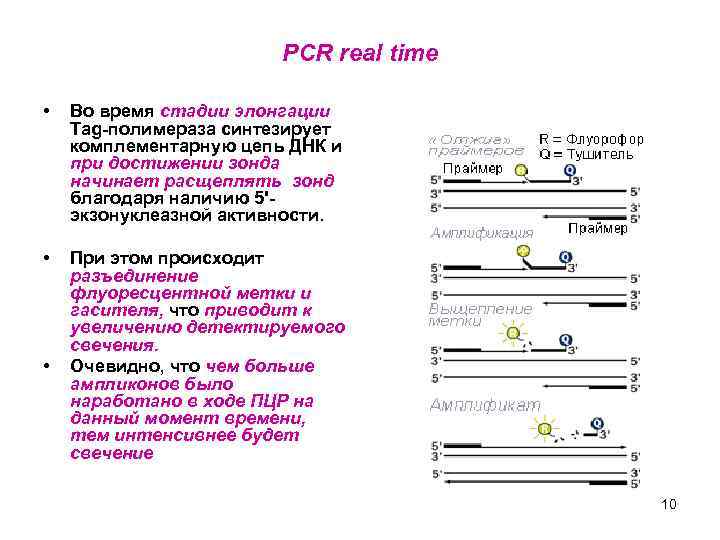 PCR real time • Во время стадии элонгации Tag-полимераза синтезирует комплементарную цепь ДНК и