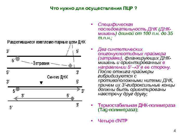Что нужно для осуществления ПЦР ? • Специфическая последовательность ДНК (ДНКмишень) длиной от 100