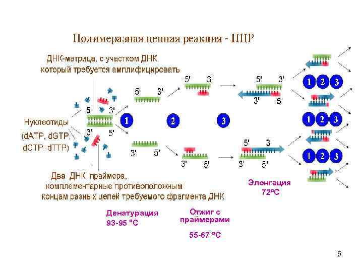 Элонгация 72 С Денатурация 93 -95 С Отжиг с праймерами 55 -67 С 5