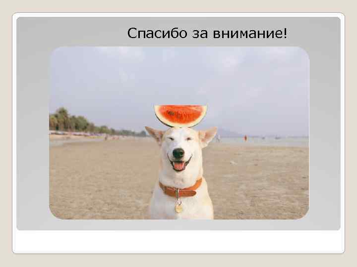 Спасибо за внимание! 