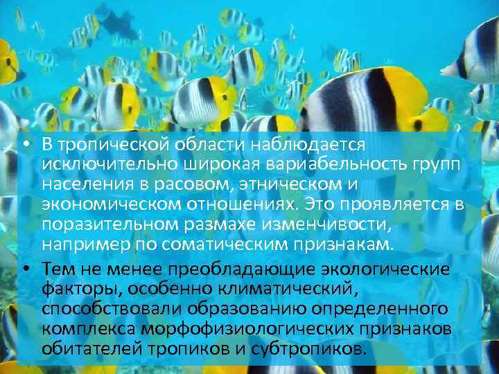  • В тропической области наблюдается исключительно широкая вариабельность групп населения в расовом, этническом