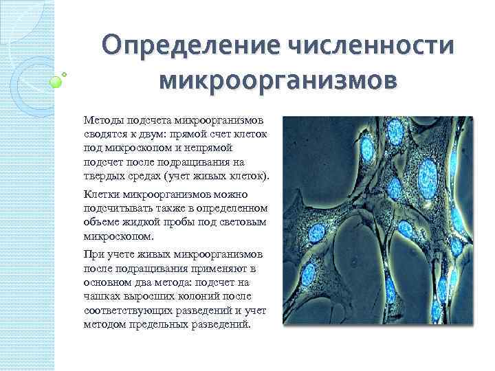 Методы микроорганизмов. Методы определение количество бактерий. Методы подсчета микроорганизмов. Методы определения количества микроорганизмов. Методы определения количества клеток микроорганизмов.