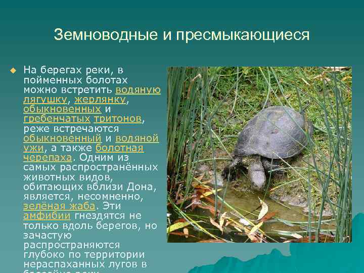 Земноводные и пресмыкающиеся u На берегах реки, в пойменных болотах можно встретить водяную лягушку,