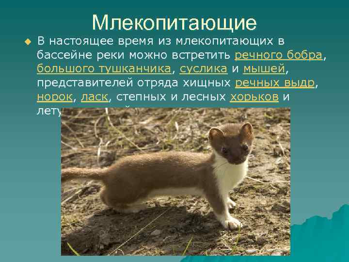Млекопитающие u В настоящее время из млекопитающих в бассейне реки можно встретить речного бобра,