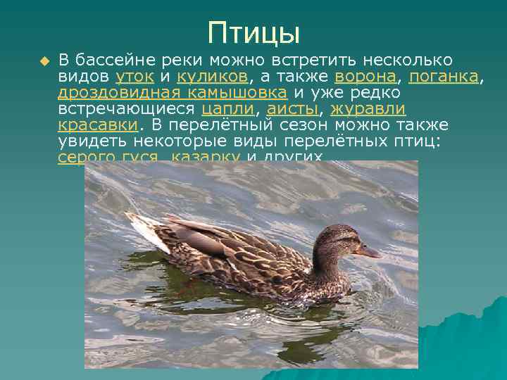 Птицы u В бассейне реки можно встретить несколько видов уток и куликов, а также