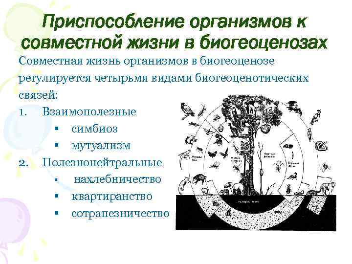Приспособление организмов к совместной жизни в биогеоценозах Совместная жизнь организмов в биогеоценозе регулируется четырьмя