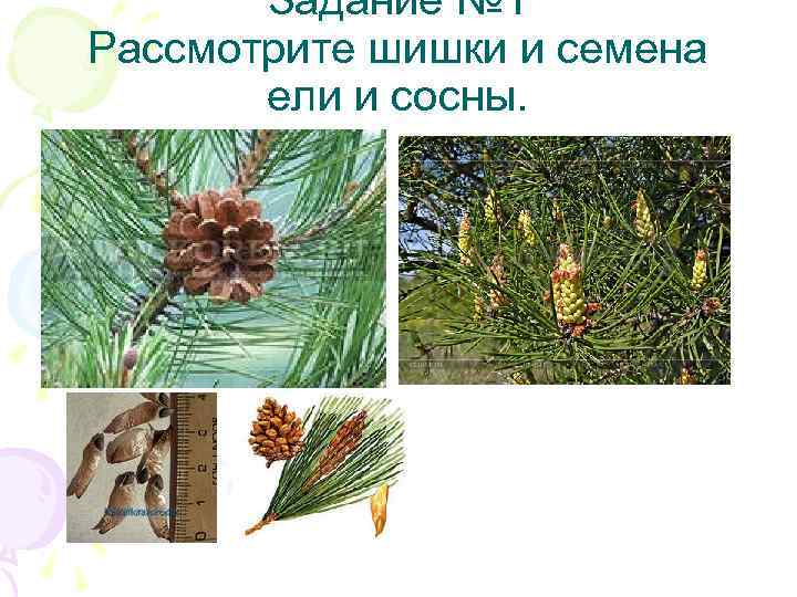 Задание № 1 Рассмотрите шишки и семена ели и сосны. 