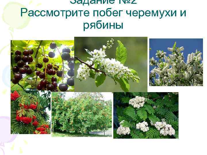 Задание № 2 Рассмотрите побег черемухи и рябины 
