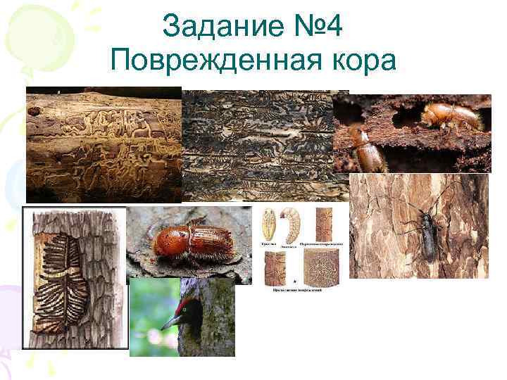 Задание № 4 Поврежденная кора 