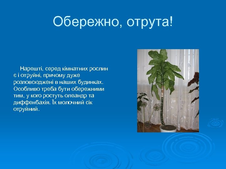 Обережно, отрута! Нарешті, серед кімнатних рослин є і отруйні, причому дуже розповсюджені в наших