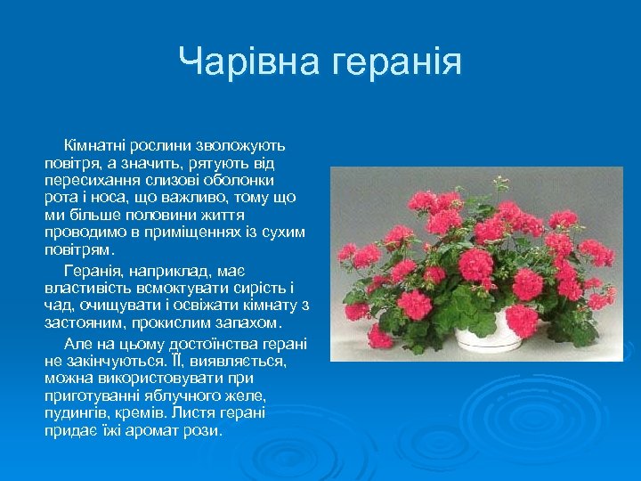 Чарівна геранія Кімнатні рослини зволожують повітря, а значить, рятують від пересихання слизові оболонки рота