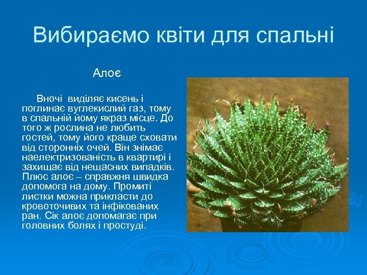 Вибираємо квіти для спальні Алоє Вночі виділяє кисень і поглинає вуглекислий газ, тому в