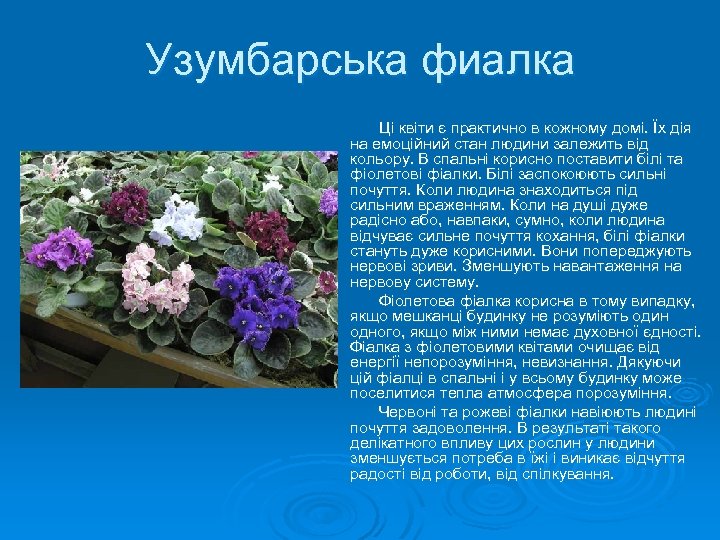 Узумбарська фиалка Ці квіти є практично в кожному домі. Їх дія на емоційний стан