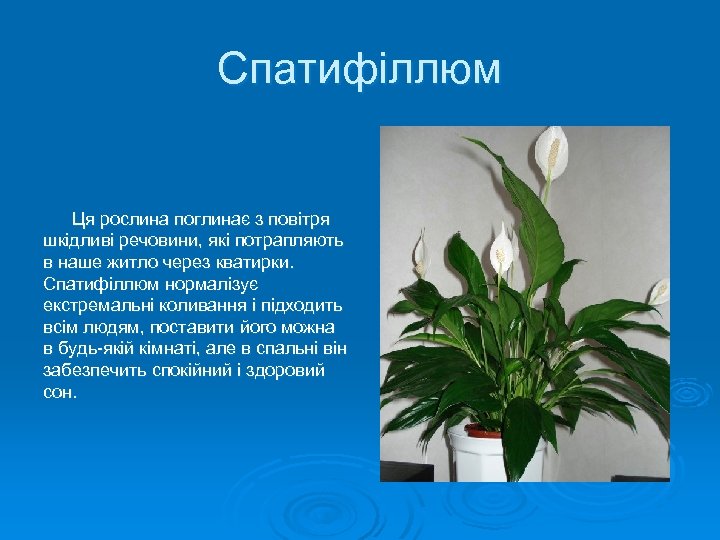 Спатифіллюм Ця рослина поглинає з повітря шкідливі речовини, які потрапляють в наше житло через