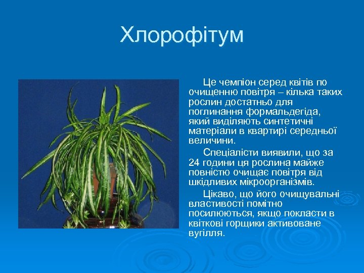 Хлорофітум Це чемпіон серед квітів по очищенню повітря – кілька таких рослин достатньо для