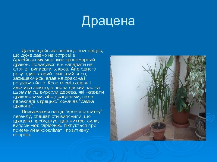 Драцена Давня індійська легенда розповідає, що дуже давно на острові в Аравійському морі жив