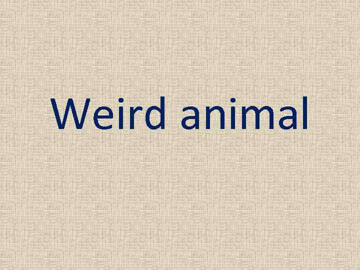 Weird animal 